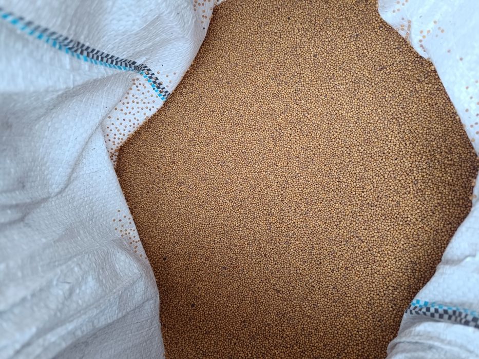 Продам семена горчицы для посева