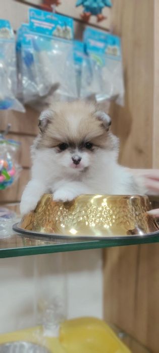Померанский шпиц мальчик