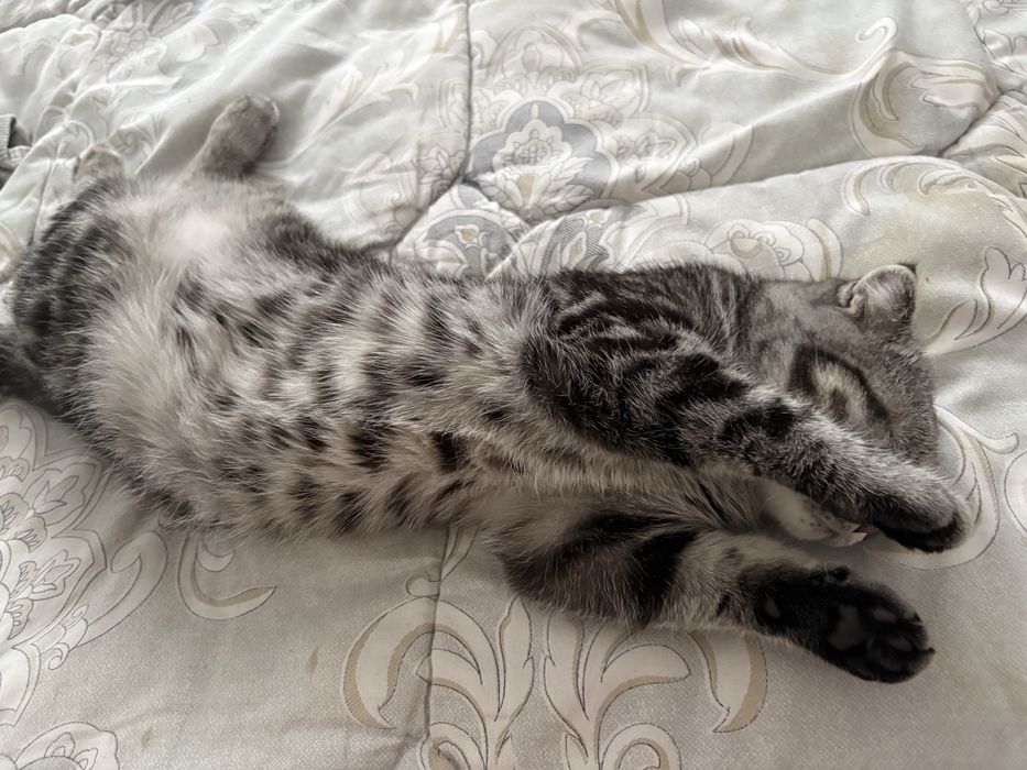 кошку в добрые руки