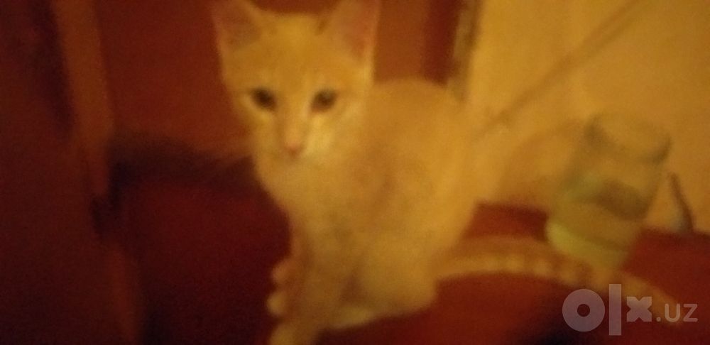 Котята ,   отдадим в добрые руки