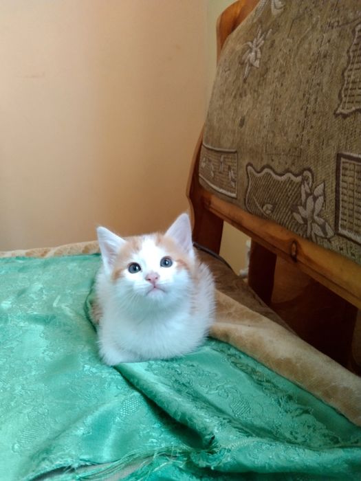 Отдаём в добрые руки.