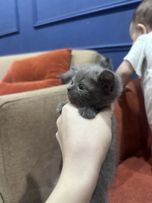 Отдам ДАРОМ котят