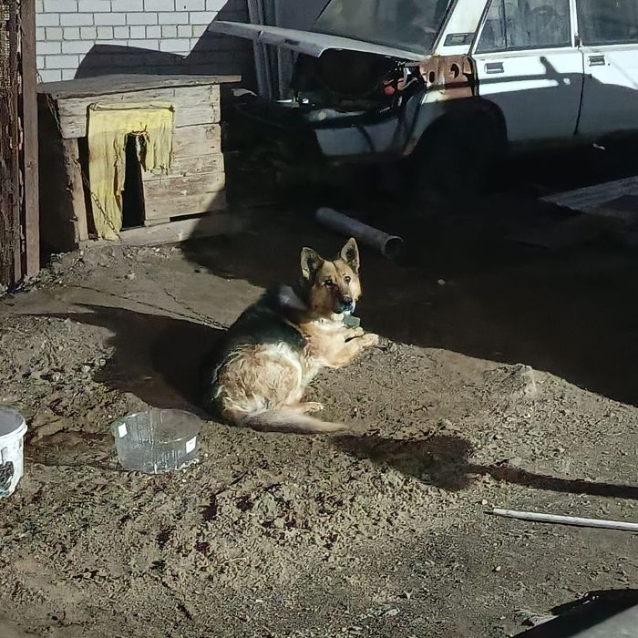 Срочно! Отдам нем.овчарка