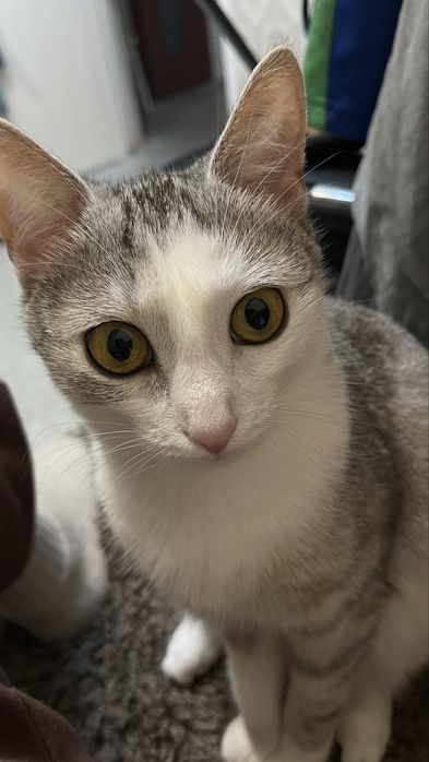 Ищем Кота для нашей девочки срочно