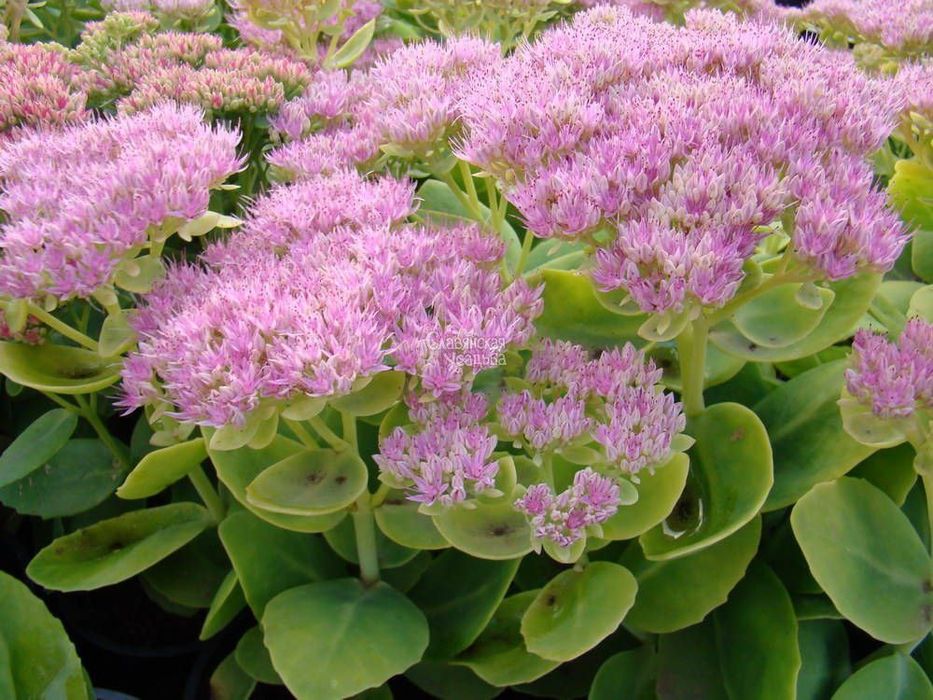 Саженцы на продажу. Кучатлар сотувда.