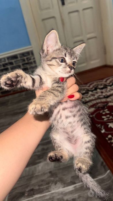 Котятам 3 месяца к лотку приучены корм кушают