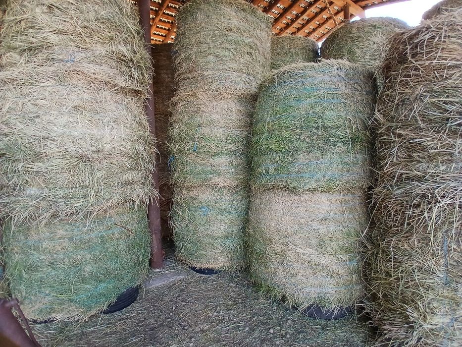 Baloti rotunzi de lucernă