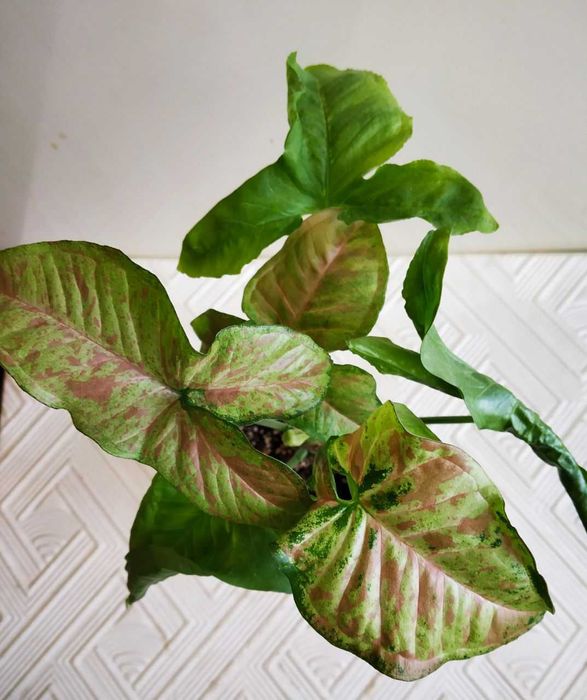 Молодой сингониум Конфетти Три колор