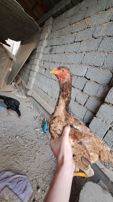 Yosh makionla sotiladi