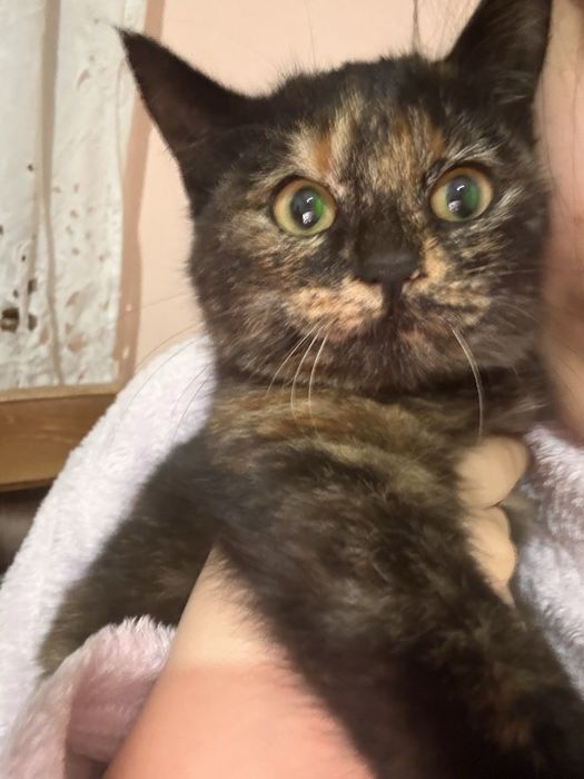 Домашние котята — только в добрые руки