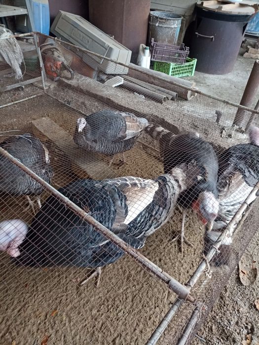 Куркалар бир жойда сотилади