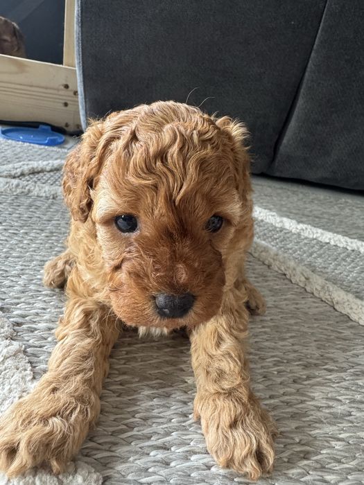 Той пудел/Toy poodle