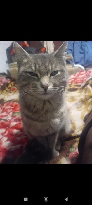 Кошечка  в добрые руки