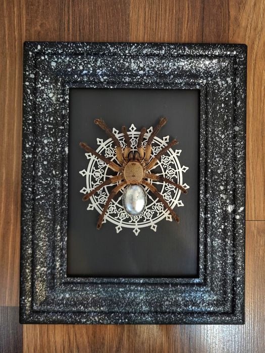 Vand tarantule vii și tablouri