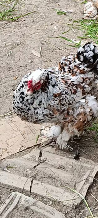 Продаются яйца курей породы  брама
