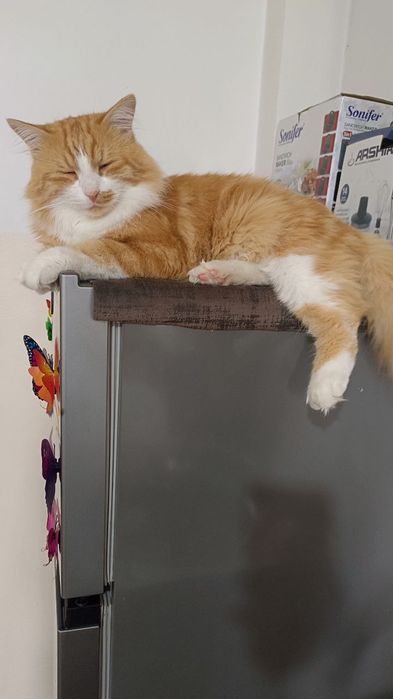 Vyazka Narveg Zotli mushuk