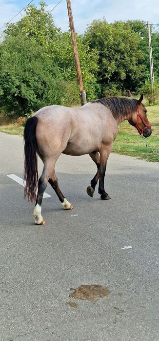 Mânză de vânzare un an jumate