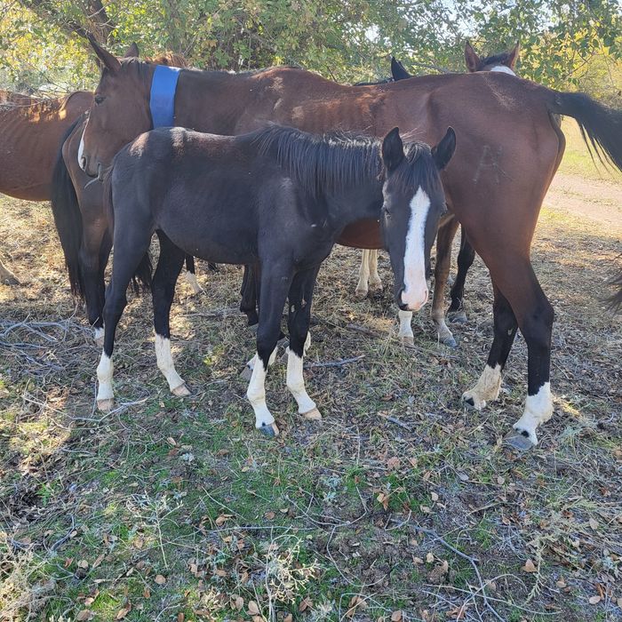 Жабағы Карабайыр тұқымы