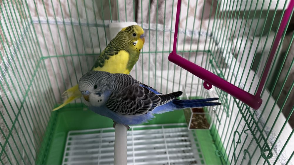 Папугай 2мальчика