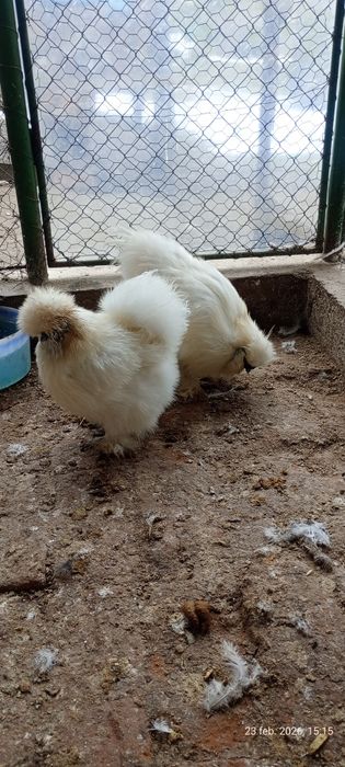 Vând mătase japoneză