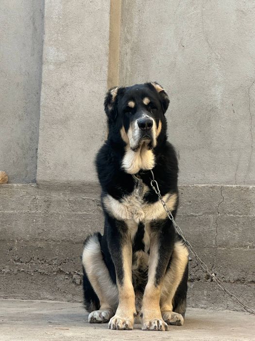 Акили ит зотдор 2 ёшда