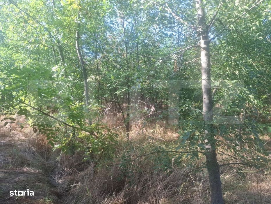 Teren extravilan de vaznare, 5000 mp, zona Matasaru