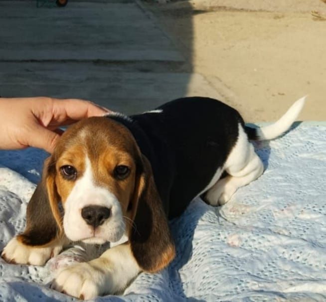 Малышка бигль с документами