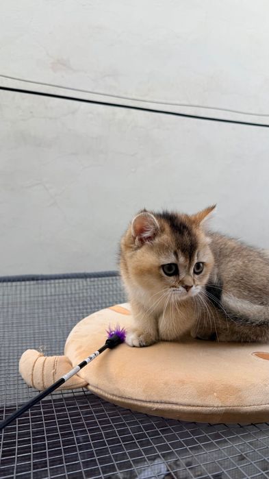 Британская золотая шиншилла .