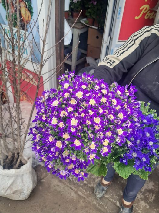 Алоэ глобус разные цветы домашние