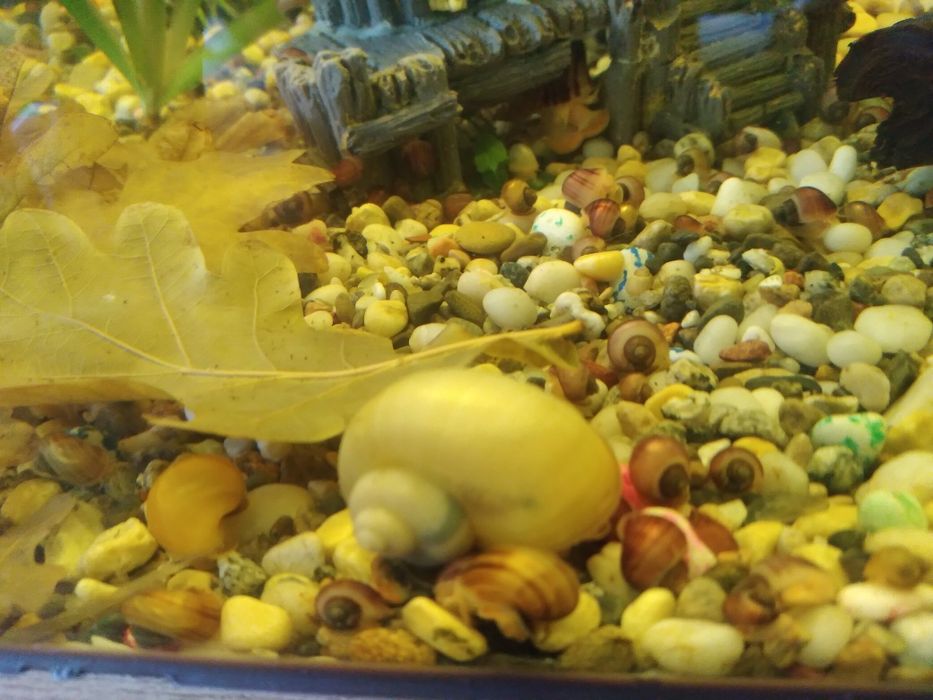 Улитки Ампулярии