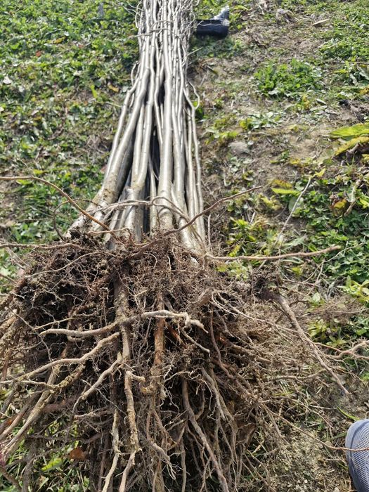 Puieții teii argintiu mirositor