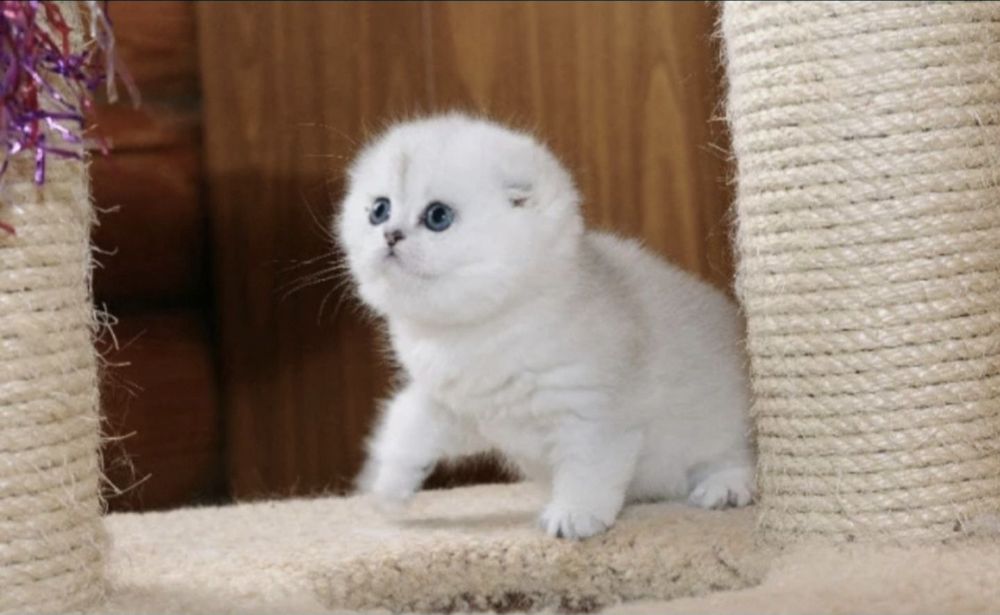 Шотландские котята серебристая шиншилла