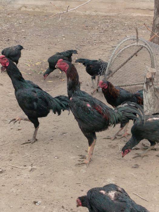 Дакан тауық сатылады