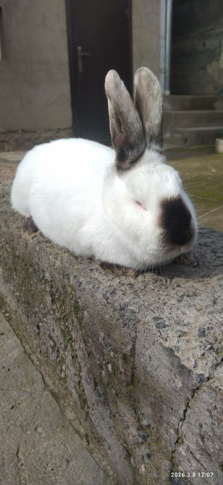 Продам Кроликов пародистых