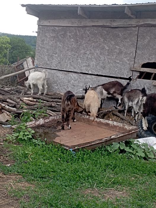Vând 2 capre și iezi