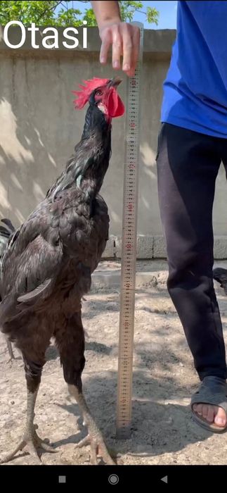 Shu ota onasi hozir bolalar huddi shunaqa balandlida