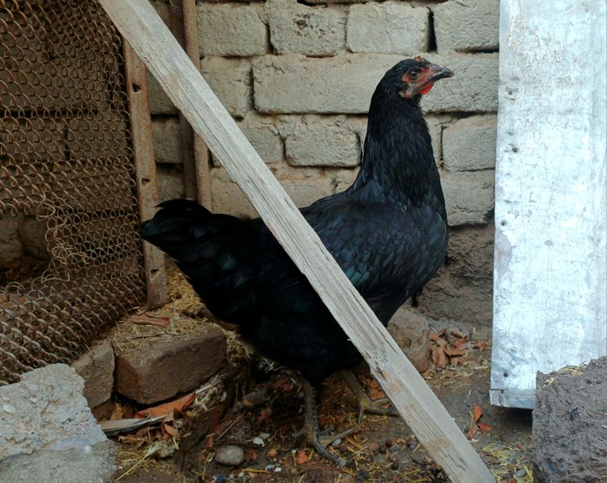 7 ойлик макиёнлар сотилади