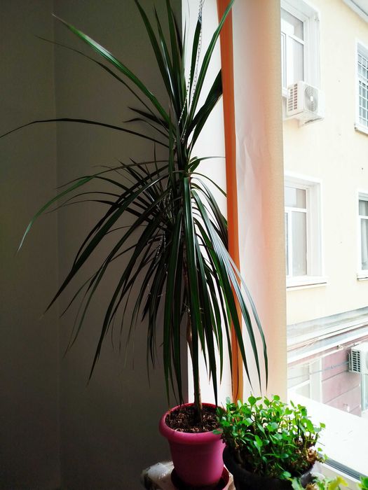 Палма драцена 1 метър висока