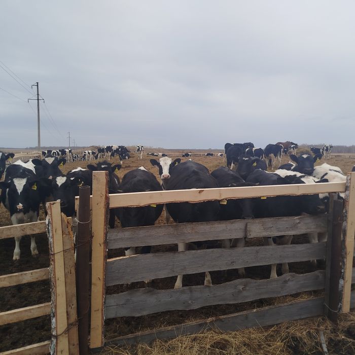 Поставка живого скота из России в Узбекистан. Юридическое лицо окажет