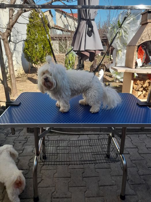 Frizer canin talie mică