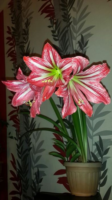 Гиппеаструм комнатное растение