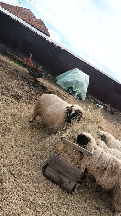 Mior breaz de vânzare