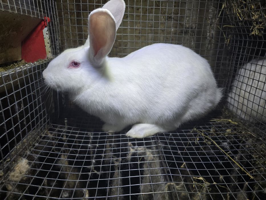 Alb Pannon Hycole Francez iepuri de carne