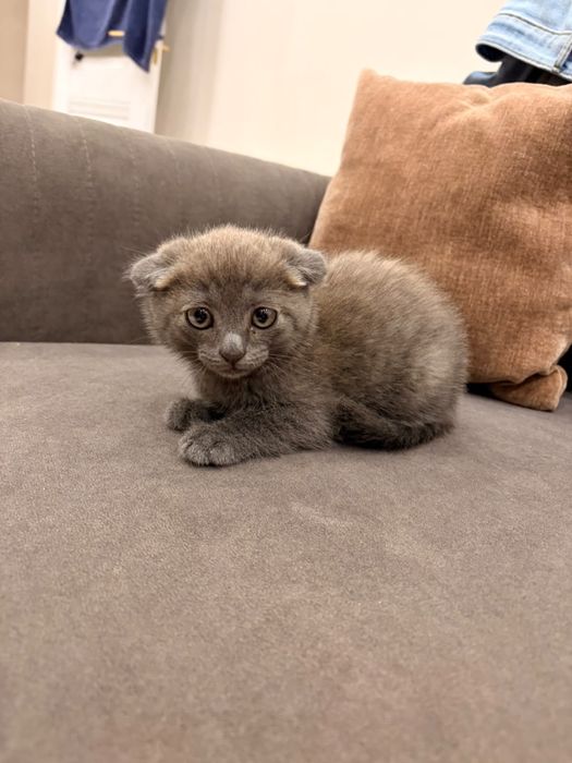 Котенок шотландский вислоухий