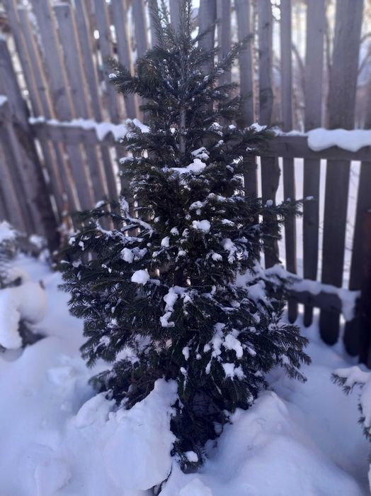 Живая ёлочка к Новому Году