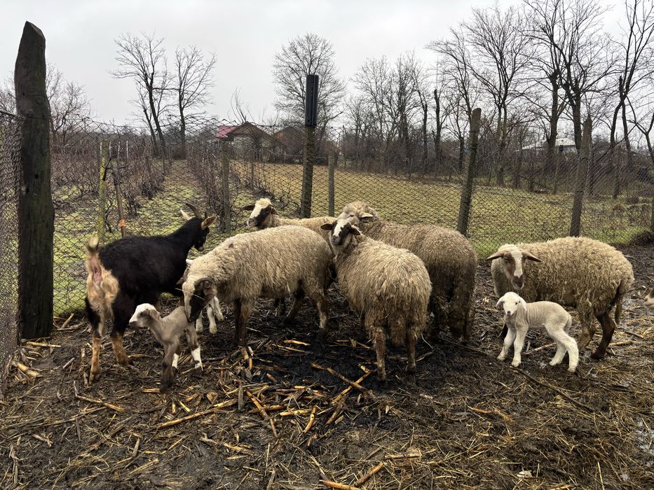 Oi si capre de vanzare