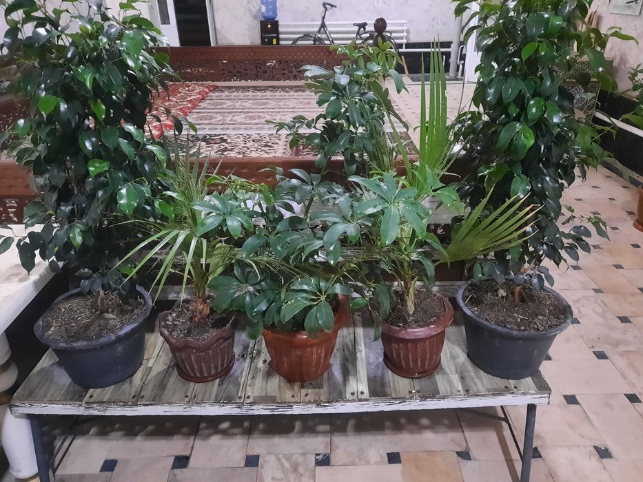 Хона гуллари сотилади