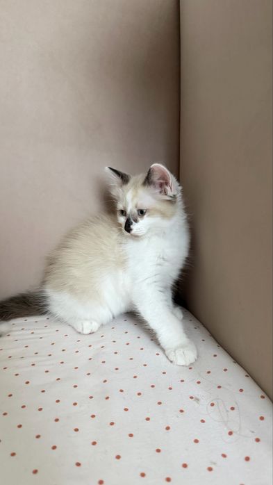 Pui Ragdoll pufosi