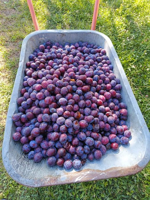 Vând prune  roși pt țuică