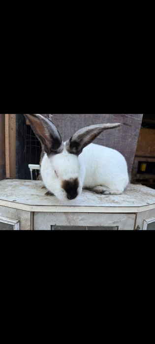 Urias de Transilvania